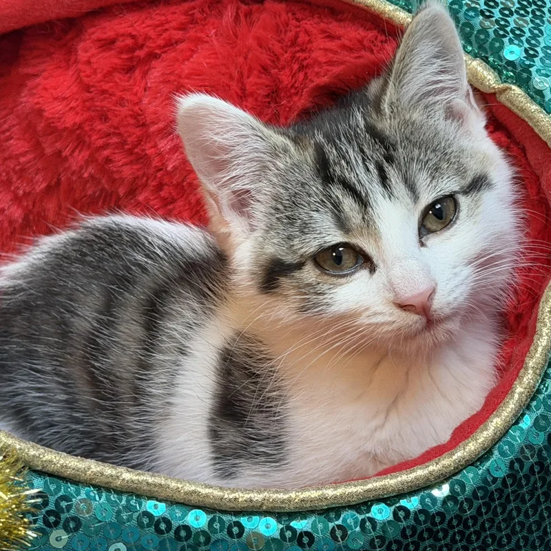 Sarsparilla thumbnail 3