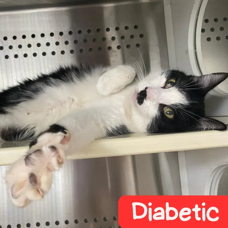 A senior large-sized male Black Domestic Short Hair cat named Milo for adoption in Denver, CO