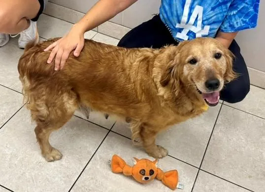 An adult large-sized female Golden Retriever dog named Samantha for adoption in Los Angeles, CA