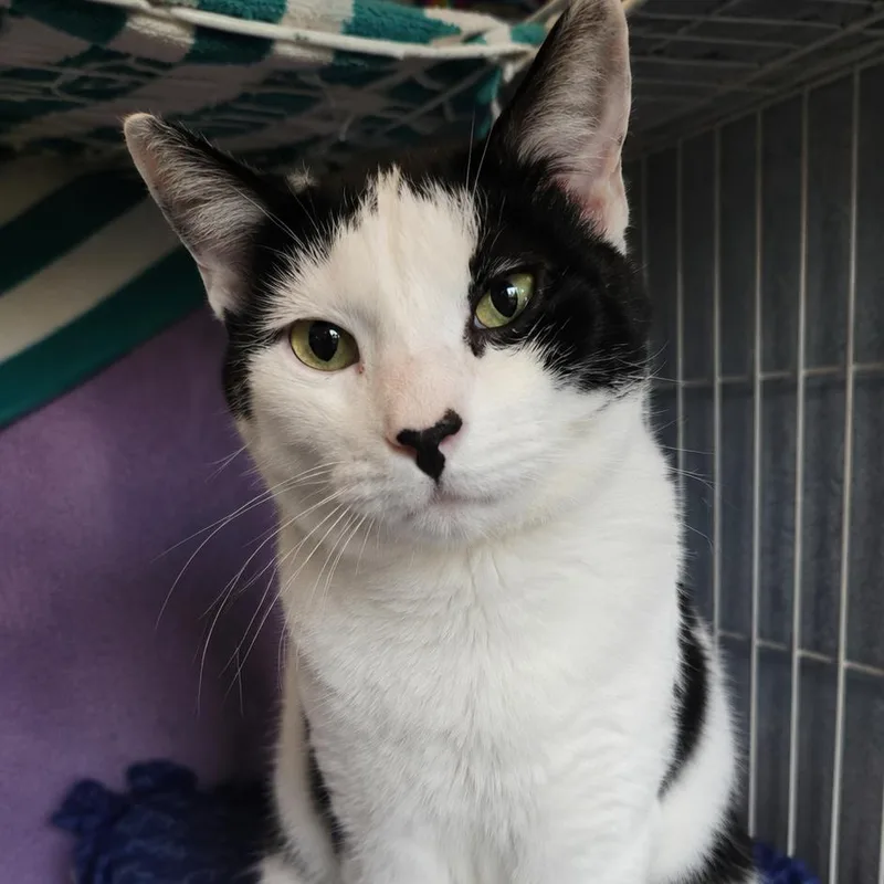 An adult medium-sized male White Domestic Short Hair cat named Pesto for adoption in Salisbury, MA