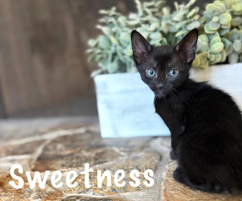 A baby small-sized male Domestic Short Hair cat named Sweetness for adoption in Sebastian, FL
