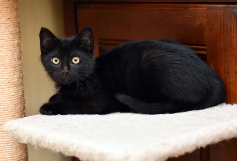 A baby large-sized male Black Domestic Short Hair cat named Loki and Ivy for adoption in Seattle, WA