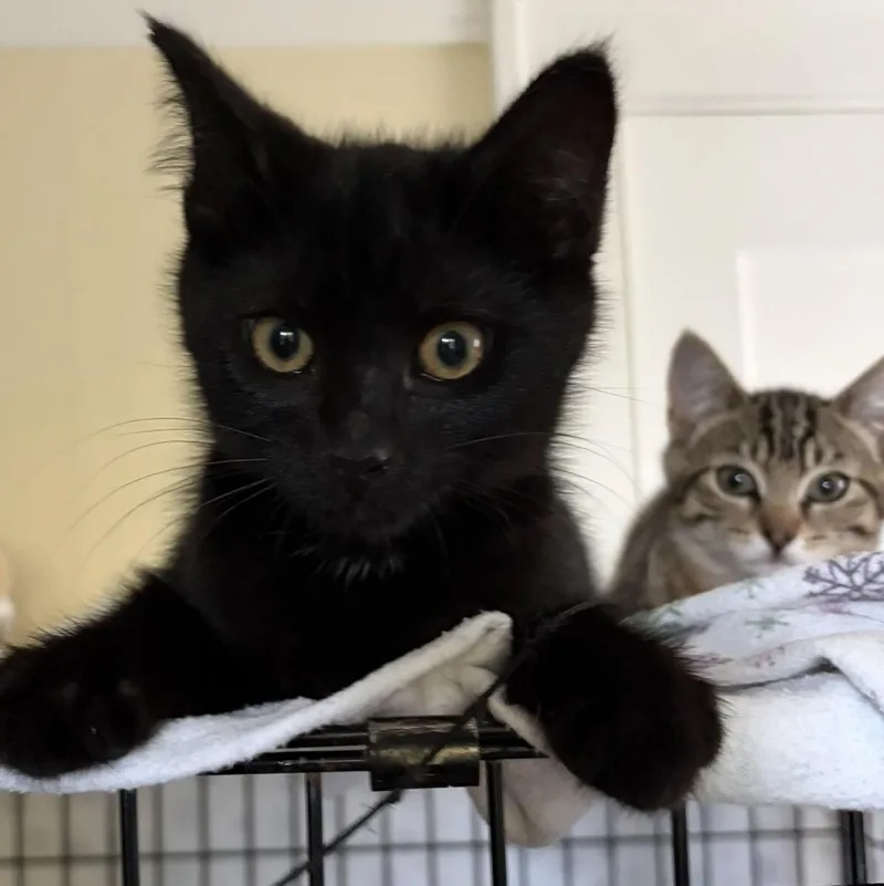 Loki and Ivy thumbnail 2