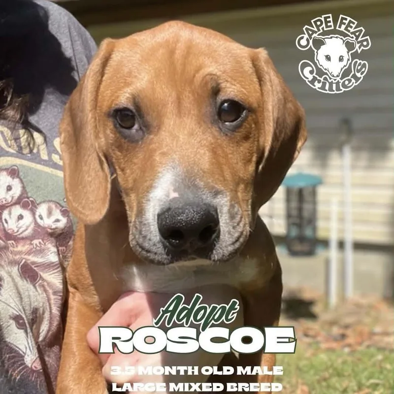 Roscoe