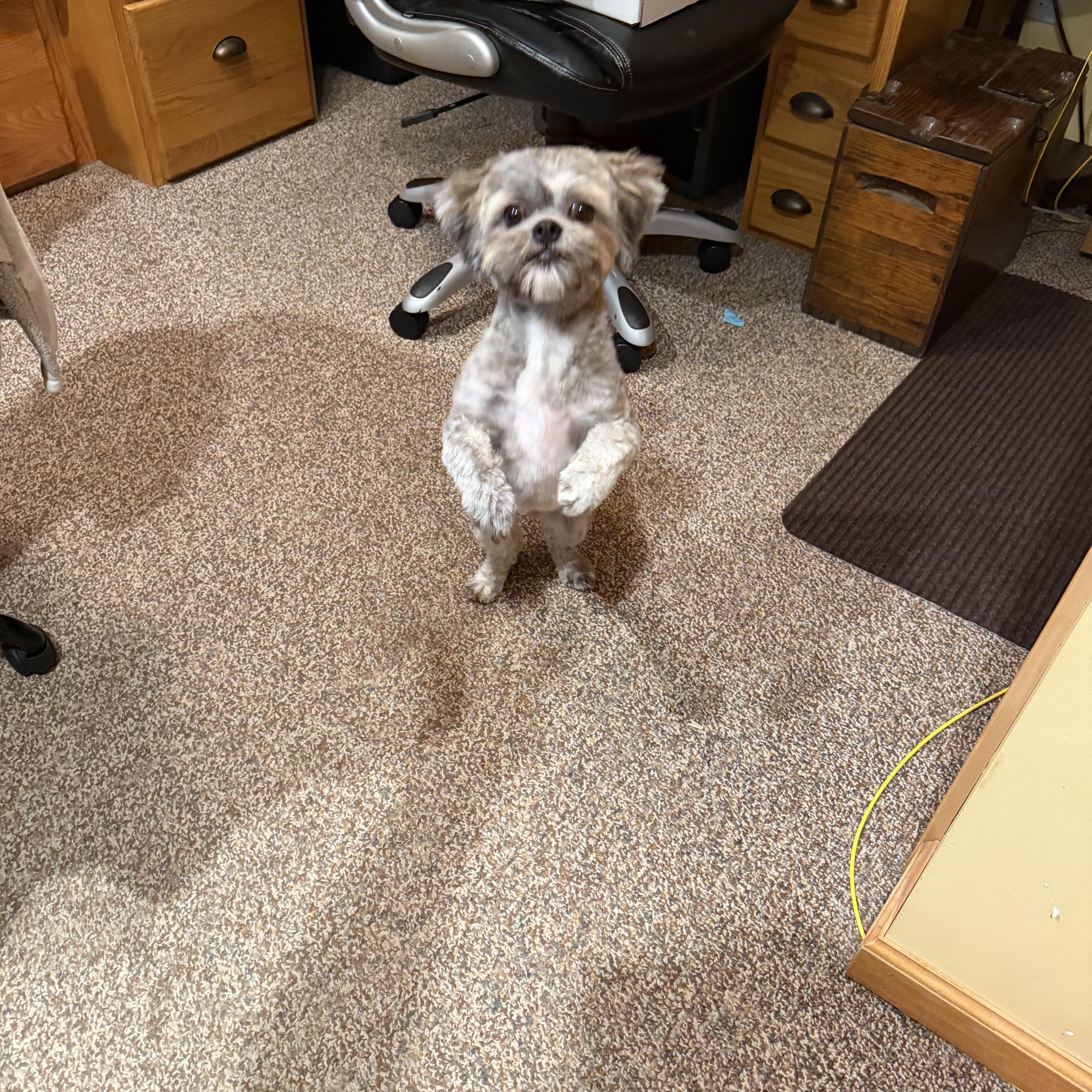 Wicket