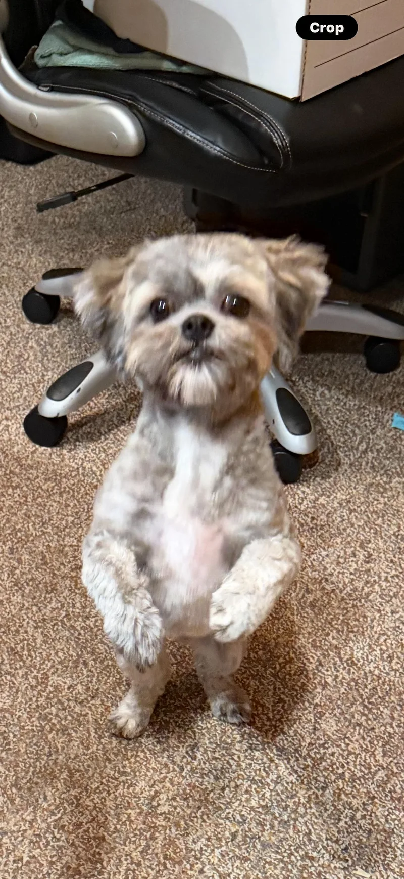 Wicket thumbnail 2