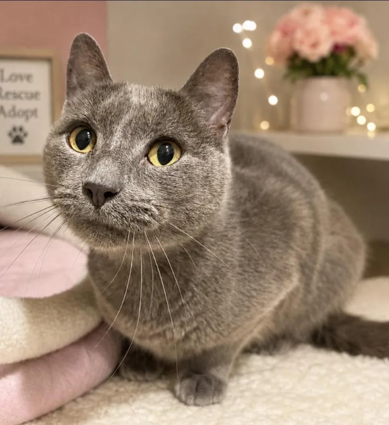 An adult medium-sized female Gray / Blue / Silver Russian Blue cat named Emma for adoption in Long Beach, NY