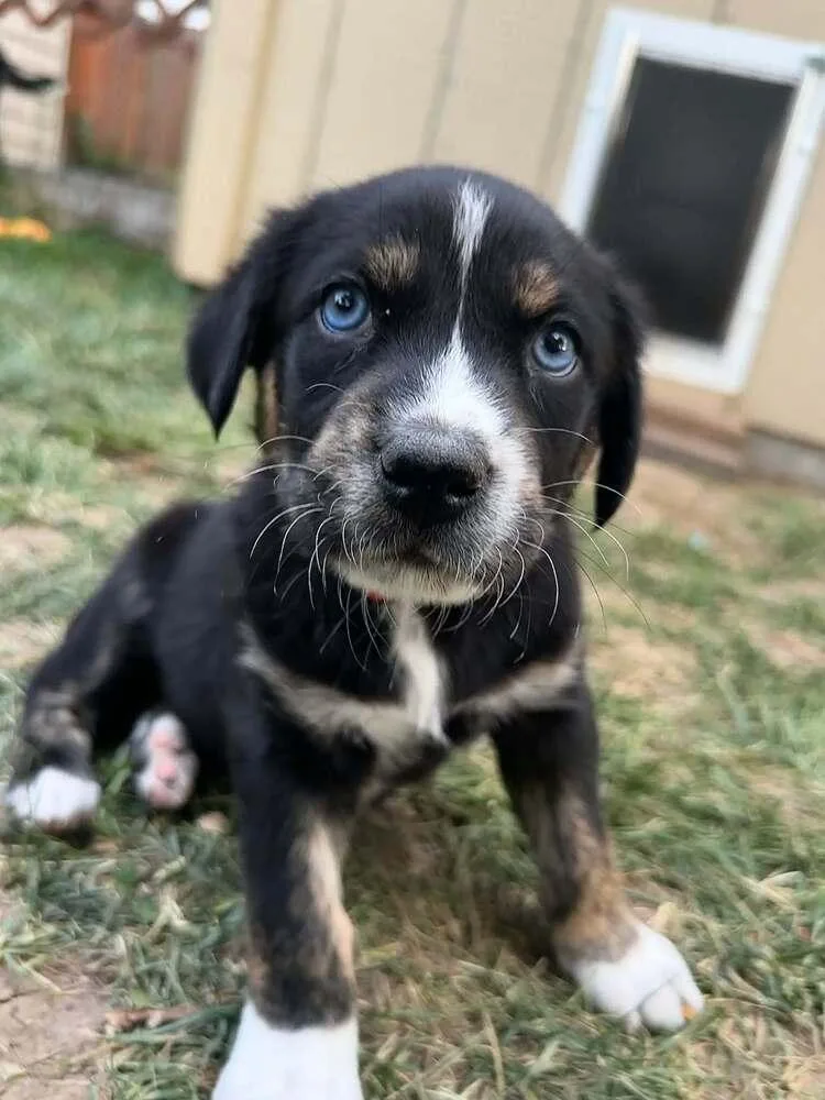 Apollo