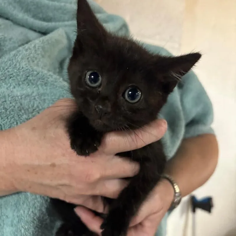 A baby small-sized female Black Domestic Short Hair cat named Ms. Black for adoption in East Brunswick, NJ