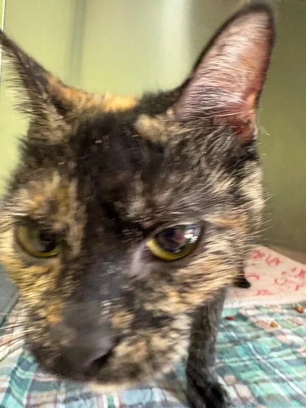 An adult medium-sized female Tortoiseshell Domestic Short Hair cat named Princess for adoption in Warren, PA