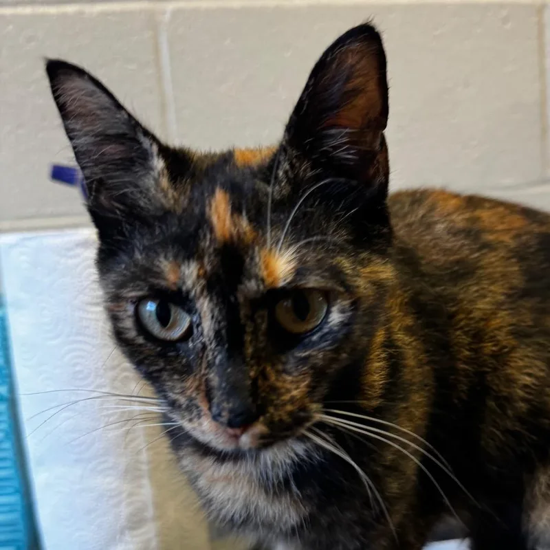 Mama Cat thumbnail 2