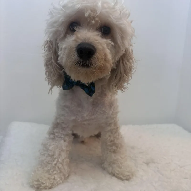 An adult small-sized male White / Cream Cockapoo dog named Benji for adoption in Wrightstown, NJ