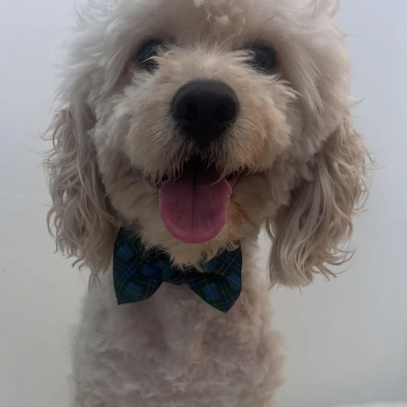 Benji thumbnail 3