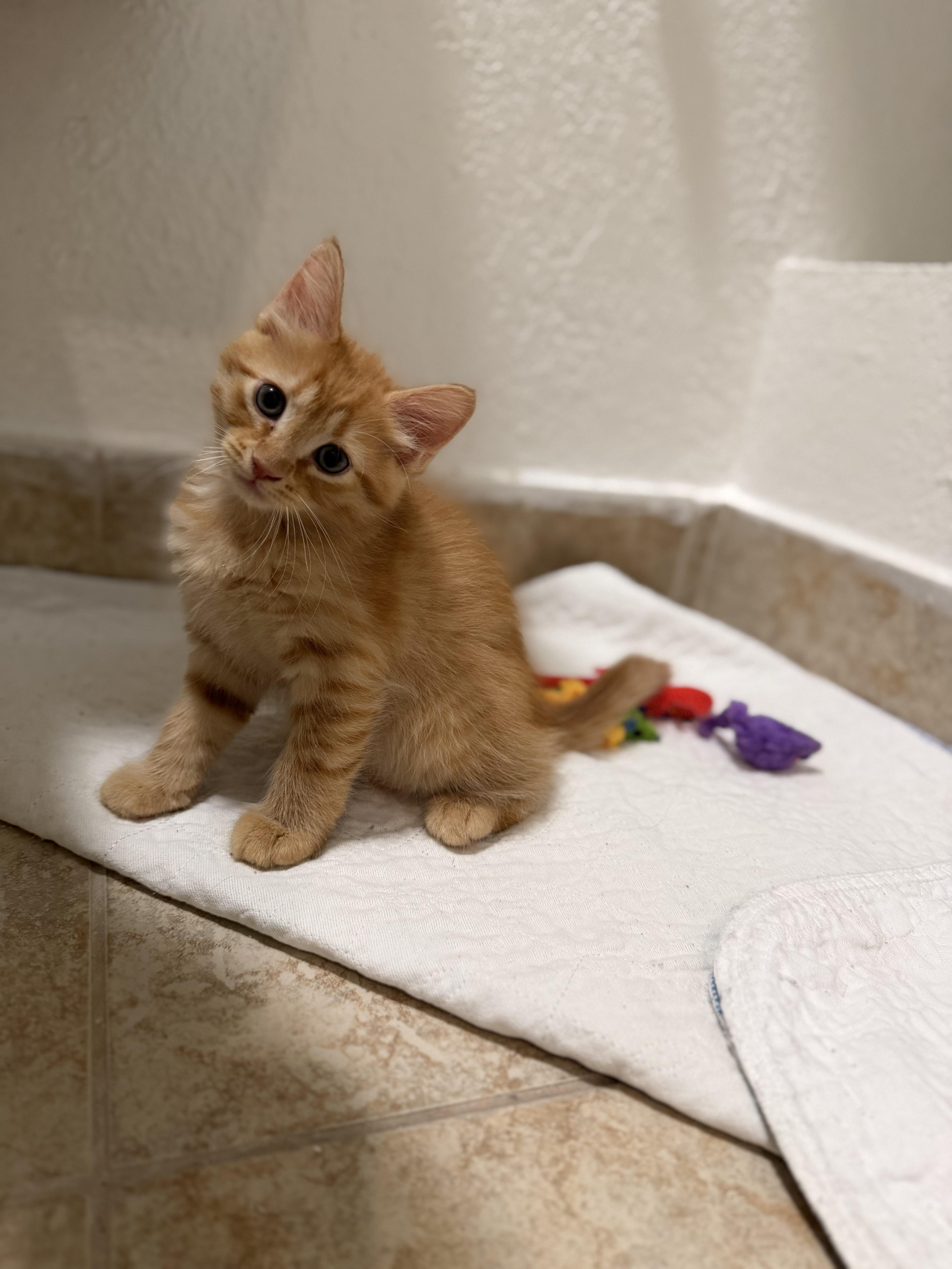 A baby small-sized male Orange / Red Domestic Medium Hair cat named Denis for adoption in Coconut Creek, FL