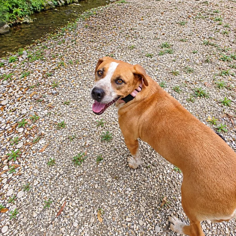 An adult large-sized male Red / Chestnut / Orange Black Mouth Cur dog named Beasley for adoption in Seguin, TX