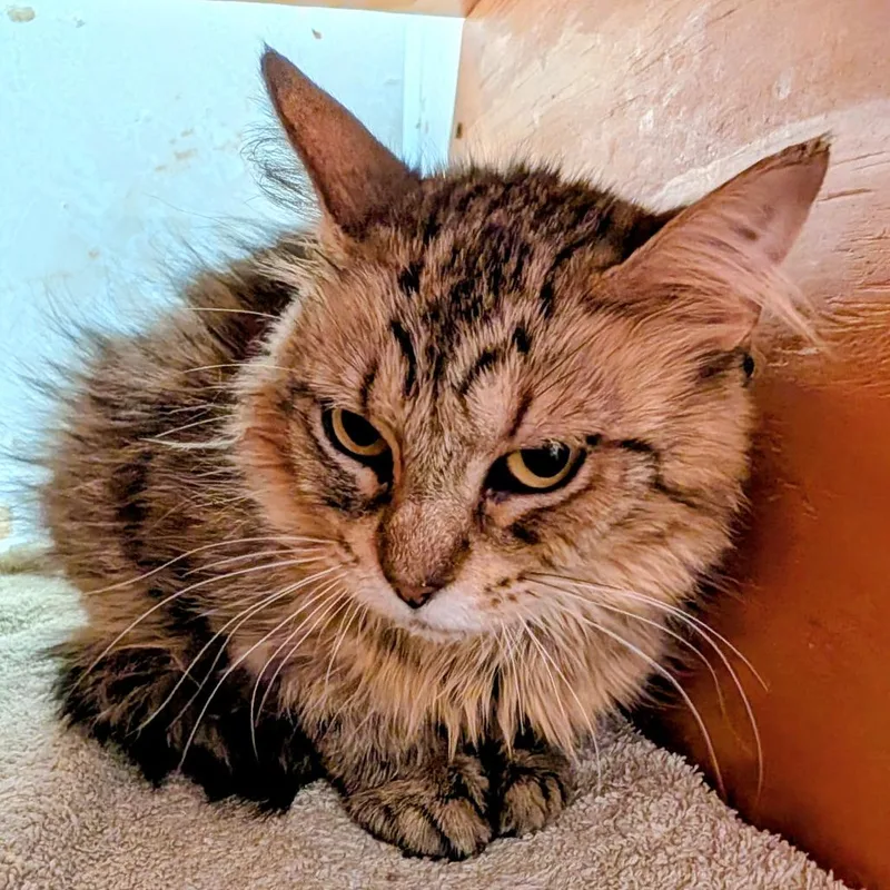 An adult medium-sized female Brown / Chocolate Domestic Medium Hair cat named Esperanza for adoption in Delaware, OH