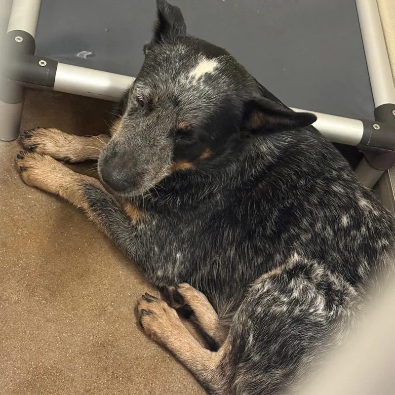 A young medium-sized male Black Australian Cattle Dog / Blue Heeler dog named Sharky for adoption in Lake Jackson, TX