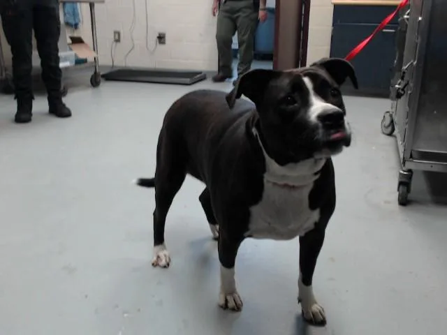 An adult large-sized female Pit Bull Terrier dog named Tessa for adoption in Fayetteville, NC