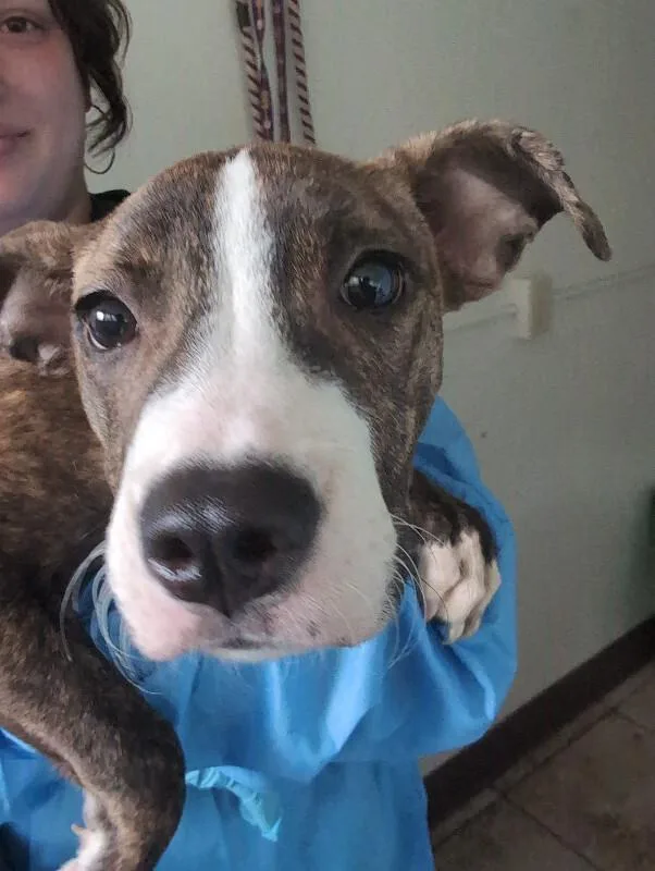 A young small-sized female Mixed Breed dog named Butterscotch Shenanigan for adoption in Cincinnati, OH