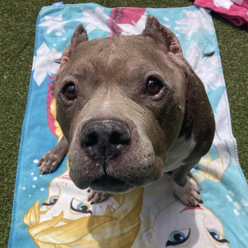 A senior large-sized male Gray / Blue / Silver Mixed Breed dog named Zeus for adoption in Providence, RI