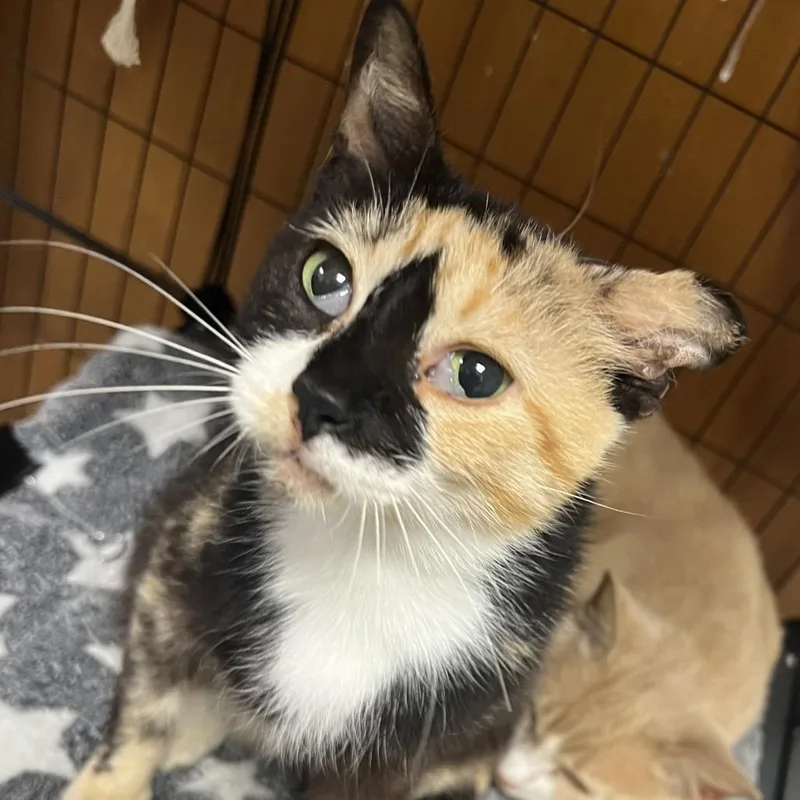 A young medium-sized female Calico Domestic Short Hair cat named Lucie for adoption in Brownsboro, AL