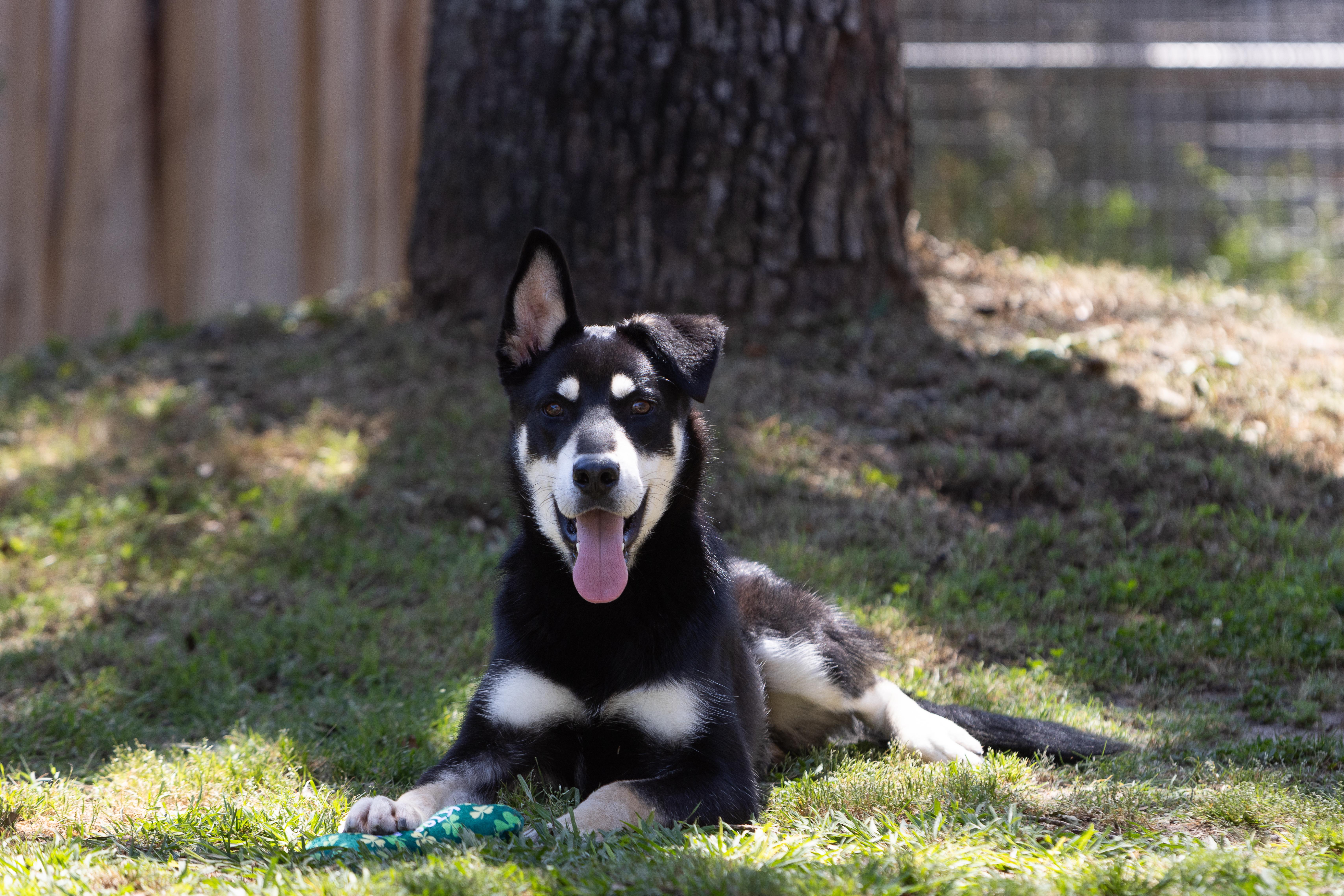 A young medium-sized male Tricolor (Brown, Black, & White) Husky dog named Scarecrow for adoption in Tomball, TX