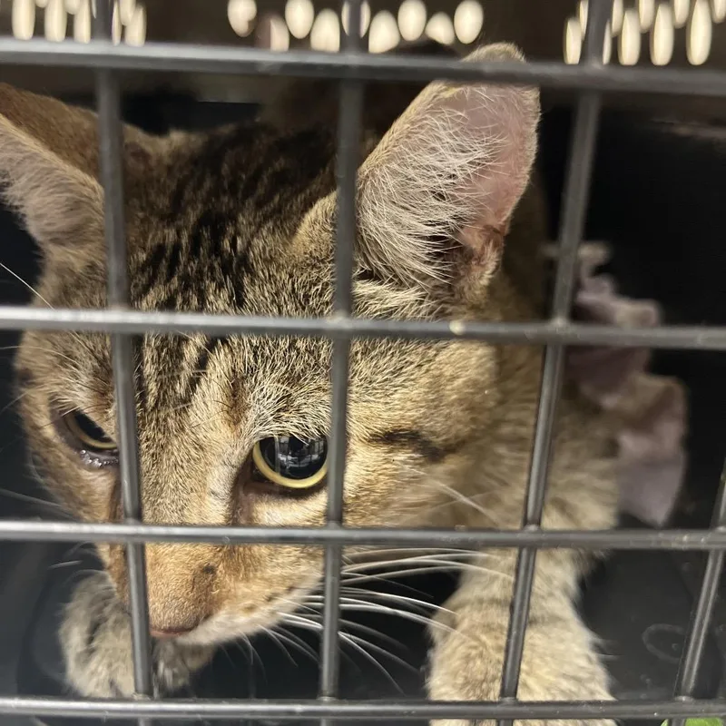 An adult large-sized male Domestic Short Hair cat named Venom for adoption in Durant, OK