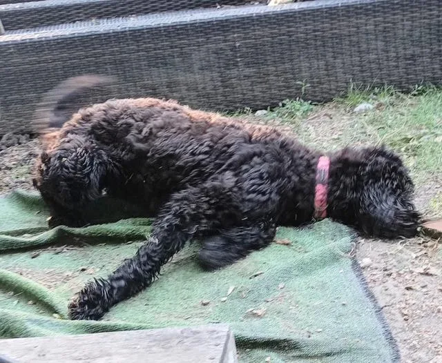 A young large-sized female Portuguese Water Dog dog named Nyxx for adoption in Lavon, TX