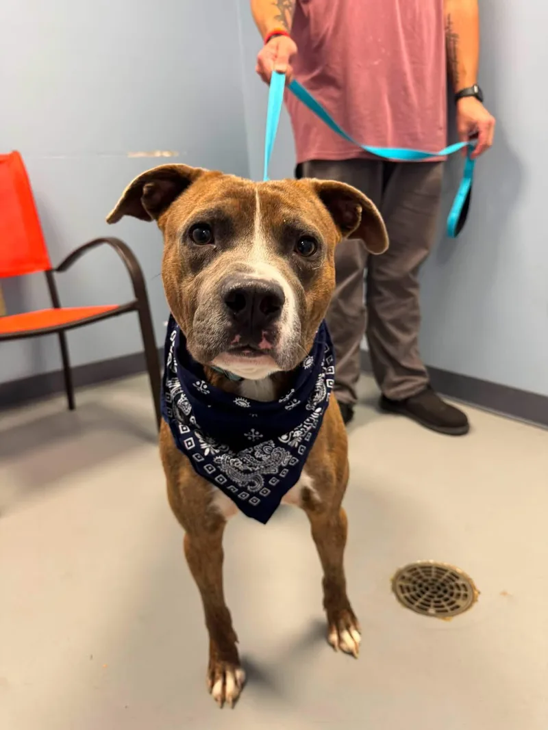 A young medium-sized male Brindle Terrier dog named Badger for adoption in Zanesville, OH