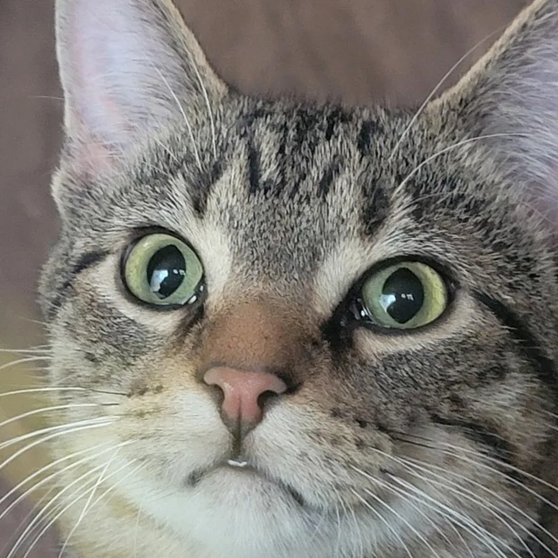 An adult large-sized male Brown / Chocolate Domestic Short Hair cat named Campbell for adoption in Rochester, MN