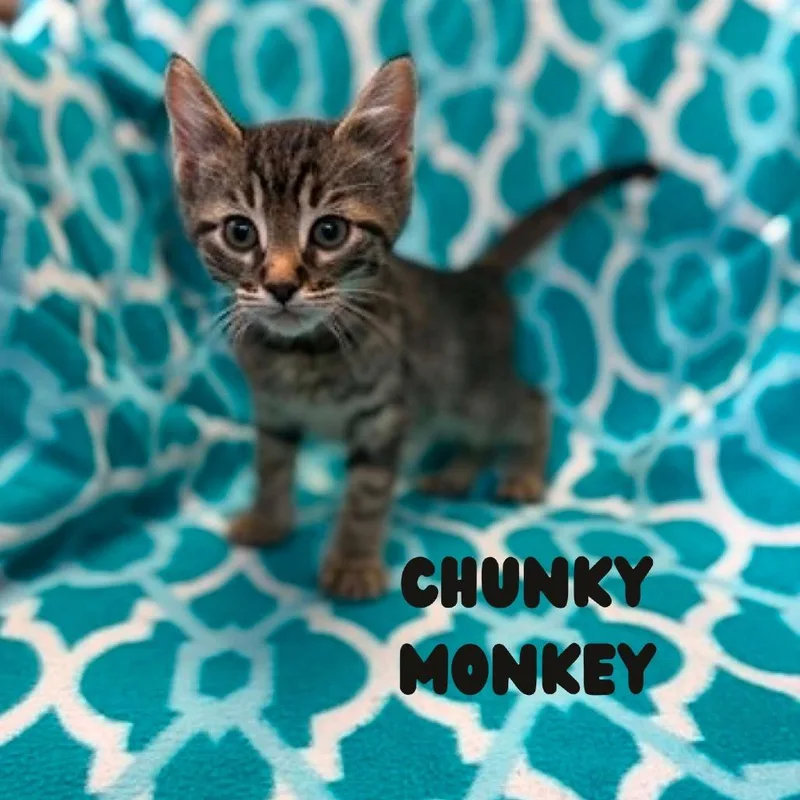 Chunky Monkey