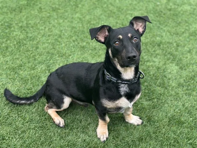 An adult medium-sized male German Shepherd Dog dog named Wilbur for adoption in Santa Clara, CA