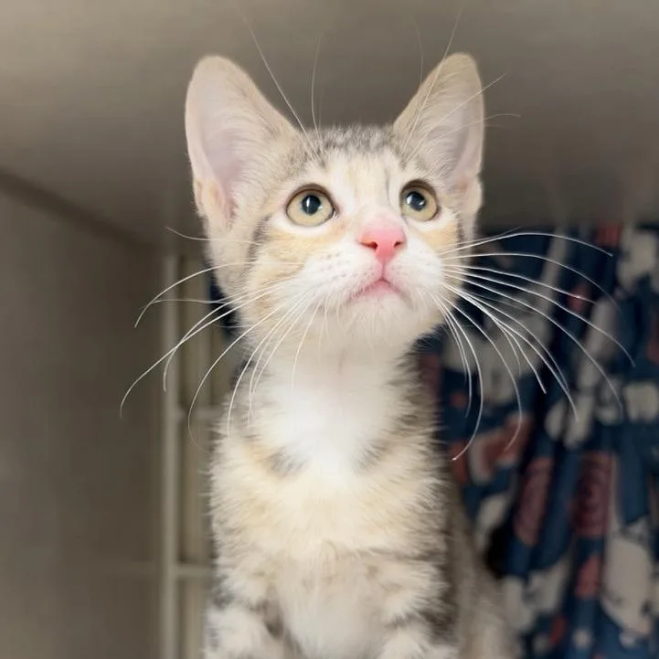 A baby small-sized female Gray / Blue / Silver Domestic Short Hair cat named Monkey for adoption in Colorado Springs, CO