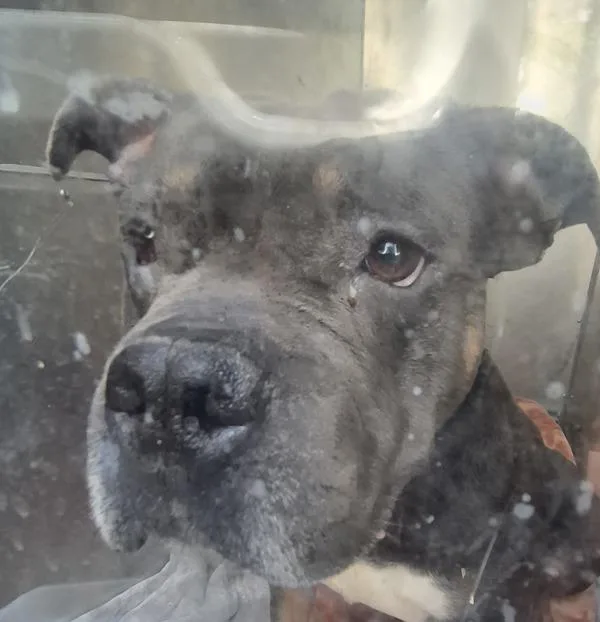 An adult medium-sized male Pit Bull Terrier dog named Pen Icc for adoption in Lawrenceville, GA