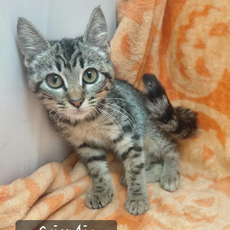 A baby small-sized female Domestic Short Hair cat named CrispAir for adoption in New Tazewell, TN