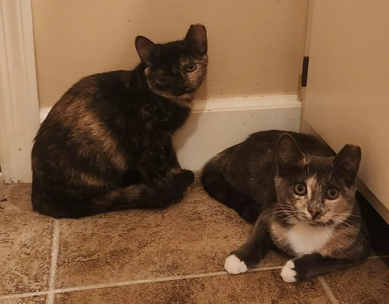 Shadow  A Sweet thumbnail 2