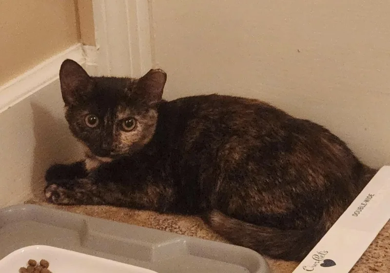 Shadow  A Sweet thumbnail 3