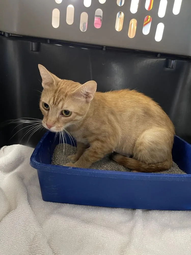 A baby medium-sized female Domestic Short Hair cat named Ginger for adoption in Bolivar, MO