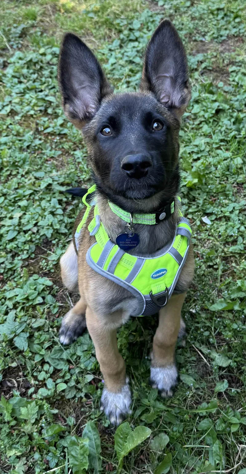 A young medium-sized male Belgian Shepherd / Malinois dog named Zzy for adoption in Tigard, OR