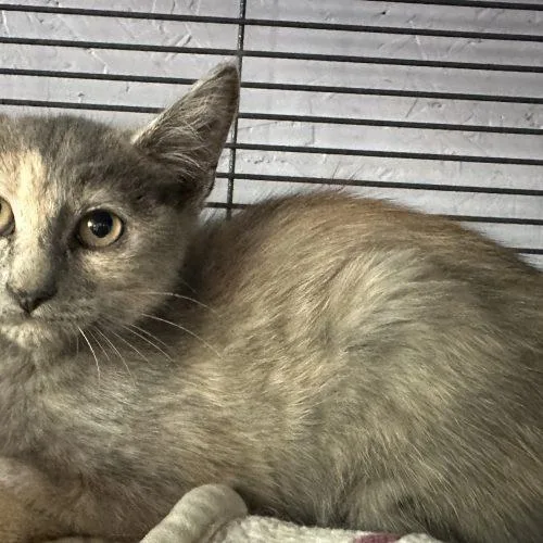 A baby small-sized female Dilute Tortoiseshell Domestic Short Hair cat named Baby Bon Bon for adoption in Tipp City, OH