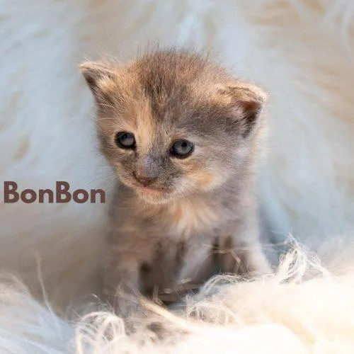 Baby Bon Bon thumbnail 4