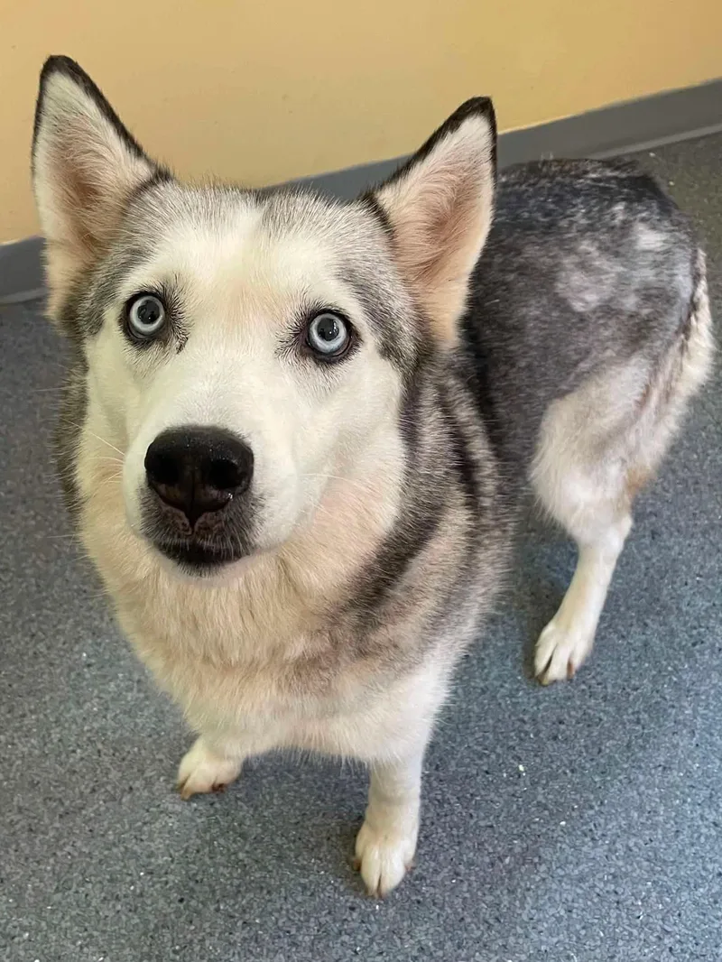 An adult medium-sized female Husky dog named Sassy for adoption in Covington, VA