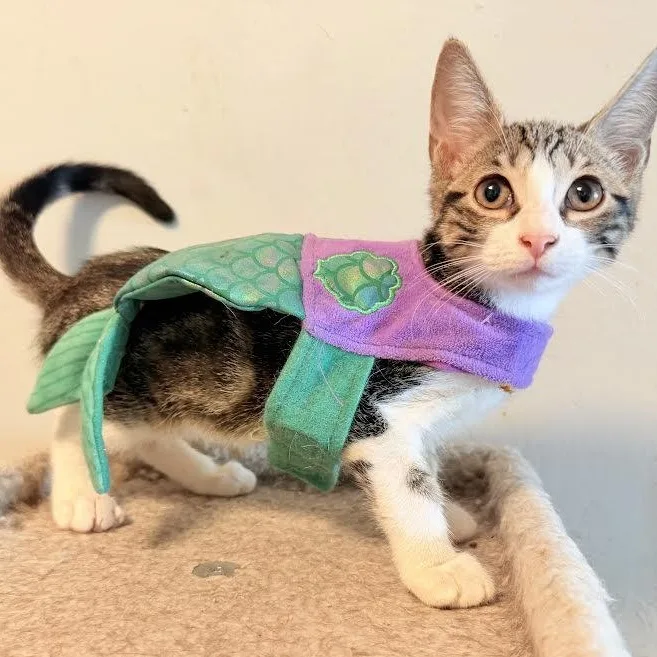 A baby small-sized female Tabby (Gray / Blue / Silver) Tabby cat named Chanel for adoption in Miami, FL