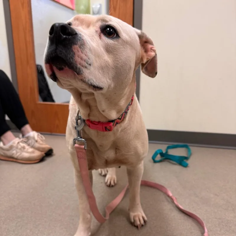 An adult medium-sized female White / Cream Pit Bull Terrier dog named Diamond for adoption in Lynchburg, VA
