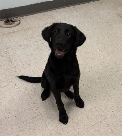 A young medium-sized female Labrador Retriever dog named Alani for adoption in Gulfport, MS