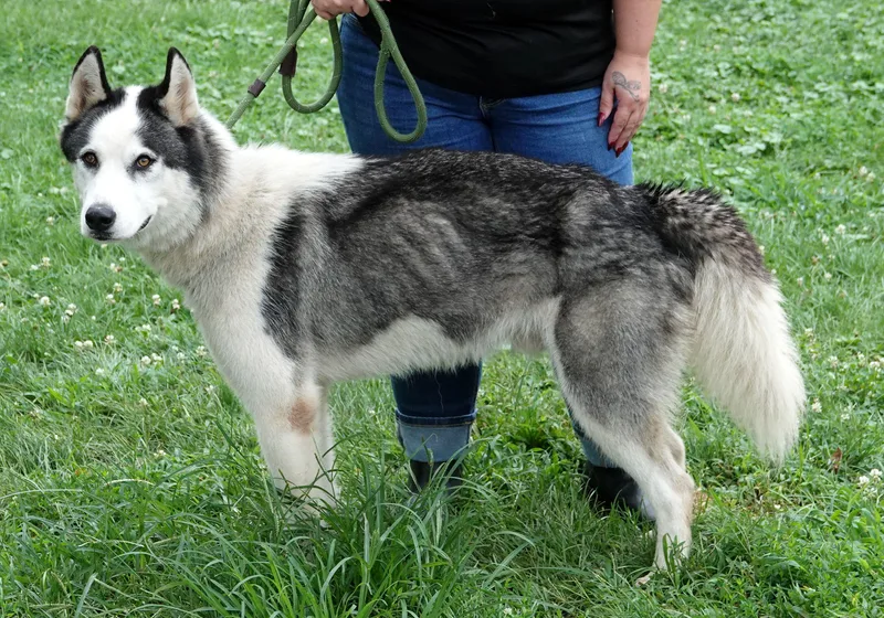 An adult medium-sized male Black Husky dog named Leo for adoption in Millfield, OH
