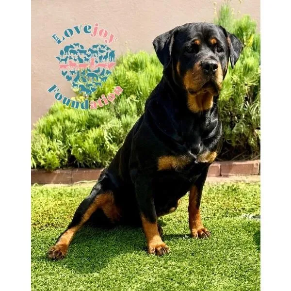 An adult large-sized female Black Rottweiler dog named Ella RB for adoption in Inglewood, CA