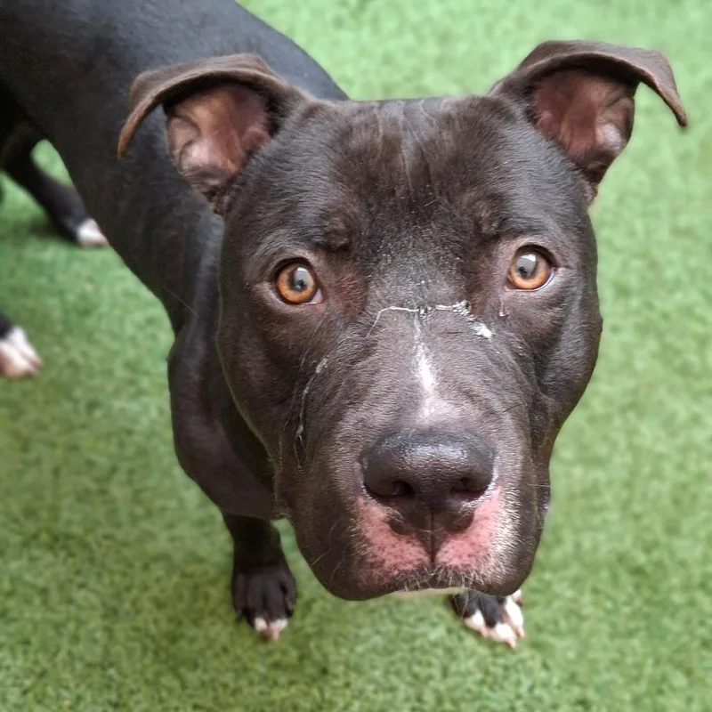 A young medium-sized male Black Mixed Breed dog named Meatball for adoption in Fairport, NY