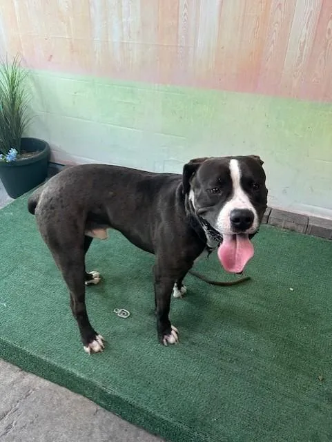 An adult medium-sized male Pit Bull Terrier dog named Pongo for adoption in Baldwin Park, CA