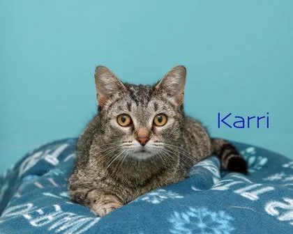 An adult small-sized female Domestic Short Hair cat named Karri for adoption in Parma, OH